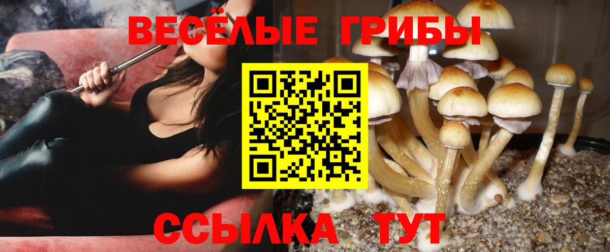 Галлюциногенные грибы Magic Shrooms  наркота  Новозыбков  Вход с VPN 